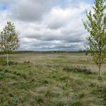 riesige Merino Schafherden, wurden im Frühling von Süden, in den Norden getrieben