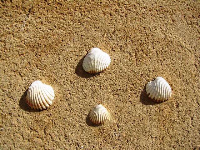 und immer wieder die Muscheln, die uns aufzeigen, wir sind auf dem Jakobsweg