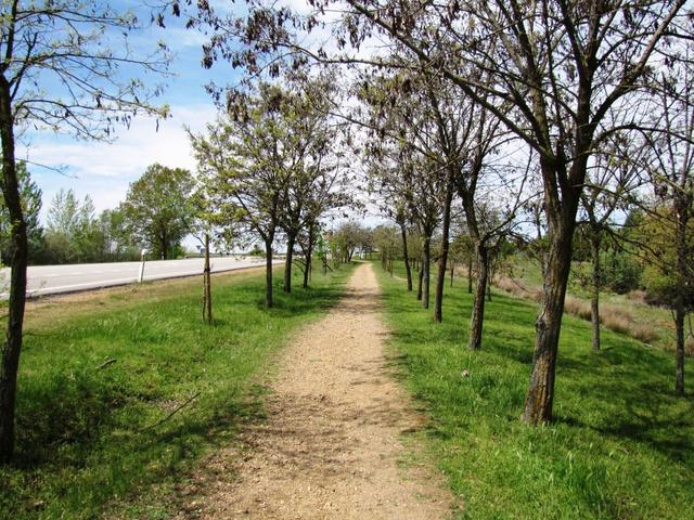 entlang dem Camino wurden schattenspendende Bäume gepflanzt