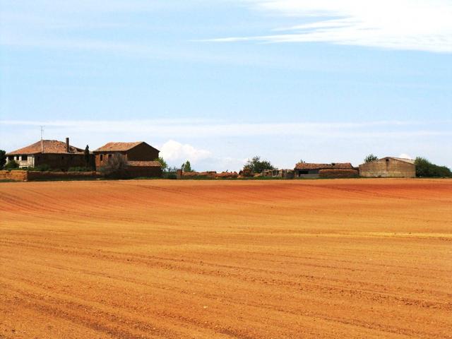 auf dem Weg nach Bercianos de Real Camino. Es ist sehr heiss. Das laufen fällt einem schwer