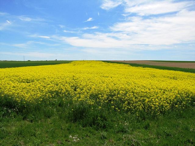hier gelb und grün