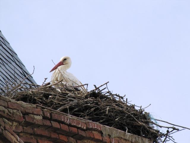 auch auf diesem Kirchturm hat es Storchennester