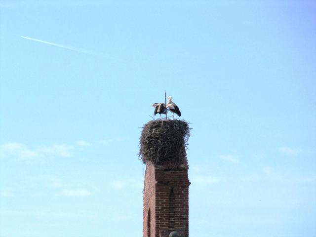 auch hier überall Storchennester