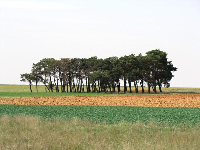 Pinienwälder auf der rechten Seite