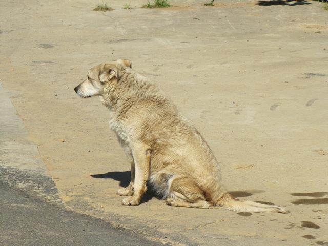 wie viele Pilger hat dieser Hund schon vorbeilaufen sehen