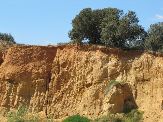 an dieser Lehmwand haben Schwalben viele Nester gebaut