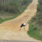 ein Storch ist auch auf Pilgerschaft