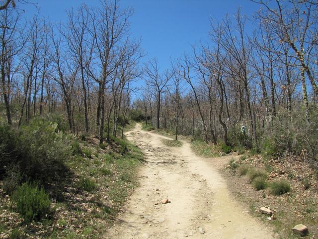 durch einen lockeren Laubwald führt der Weg nun merklich steiler aufwärts