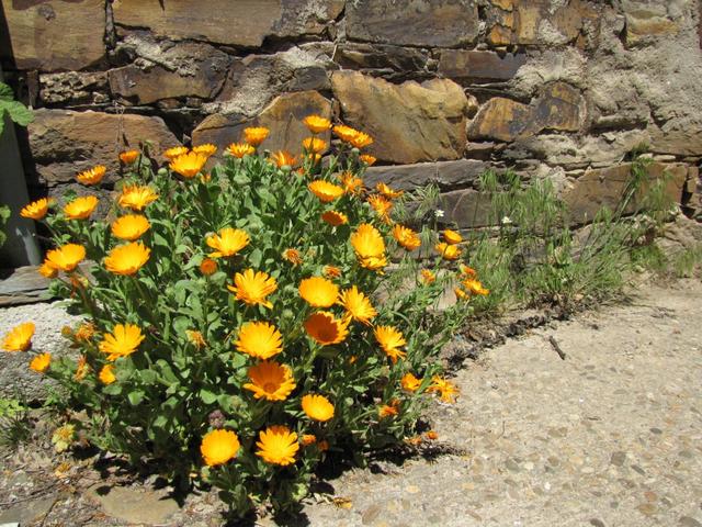 hätte man es selber gepflanzt, währe dieser Blumenstrauch nie so gross und schön geworden