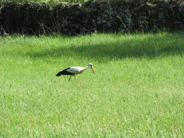 mitten im Dorf ein Storch auf Futtersuche