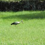 mitten im Dorf ein Storch auf Futtersuche