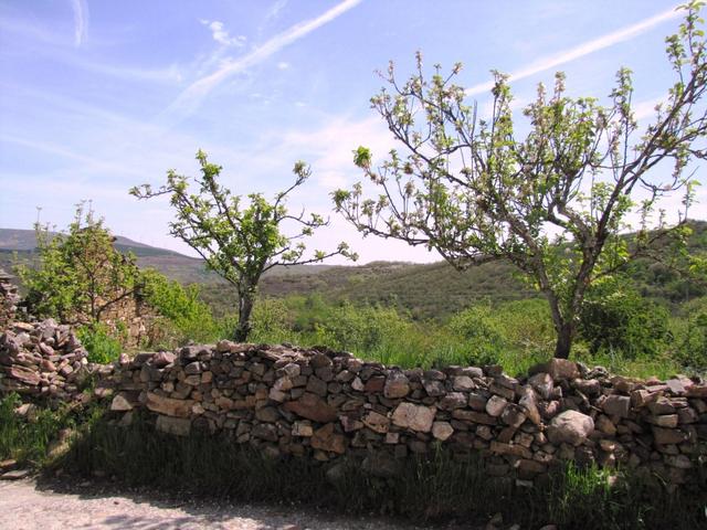 das Klima vom Gebiet El Bierzo ist sehr mild, fast mediterran. Heute ist es aber eher Afrikanisch. Über 30 Grad