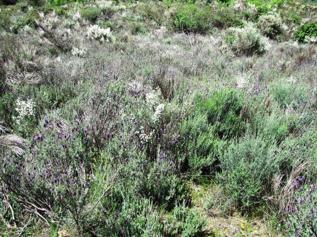 Lavendel soweit das Auge reicht