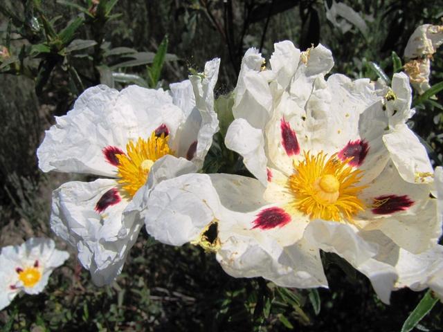 die ersten Lack-Zistrosen tauchen auf. Eine sehr schöne Blume