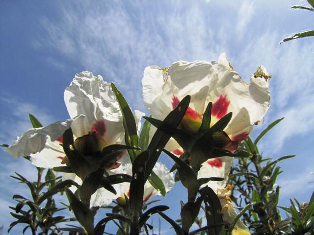 Die Lack-Zistrose wird auch Labdanum-Zistrose genannt, da sie das Harz Labdanum produziert