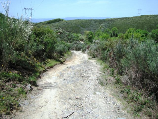 links und rechts vom Weg, mannshoche Ginstergebüsche