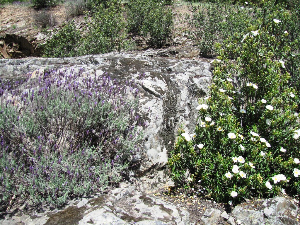 Lavendel und  Lack-Zistrose vereint, sehr schön