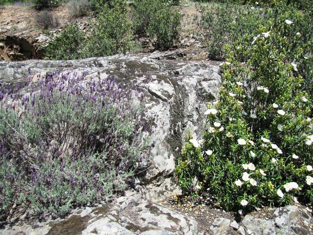 Lavendel und  Lack-Zistrose vereint, sehr schön