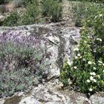 Lavendel und  Lack-Zistrose vereint, sehr schön