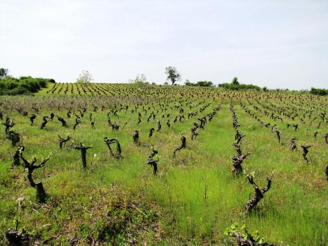 einen immer besseren Ruf geniessen die Weine der Region El Bierzo. Ein gute Flasche ist vergleichbar wie ein Rioja