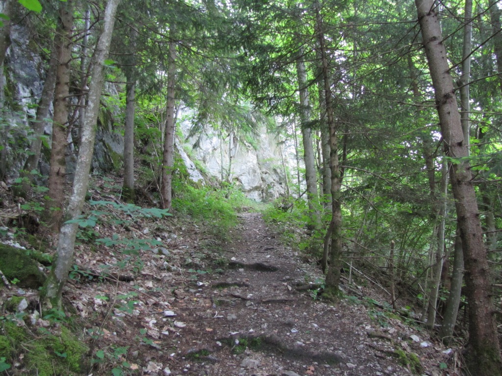 der Wanderweg führt durch den frühlingsfrischen Wald