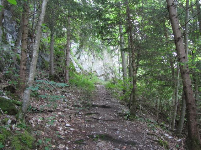 der Wanderweg führt durch den frühlingsfrischen Wald