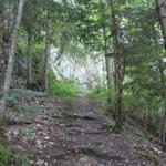 der Wanderweg führt durch den frühlingsfrischen Wald