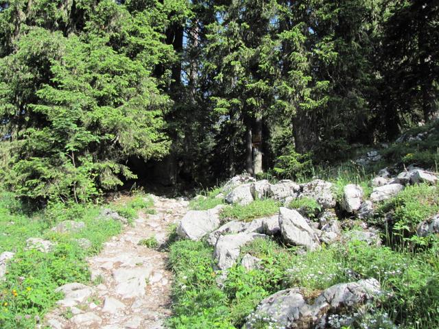 bei "Schwaderei" führt uns der Weg durch einen Wald