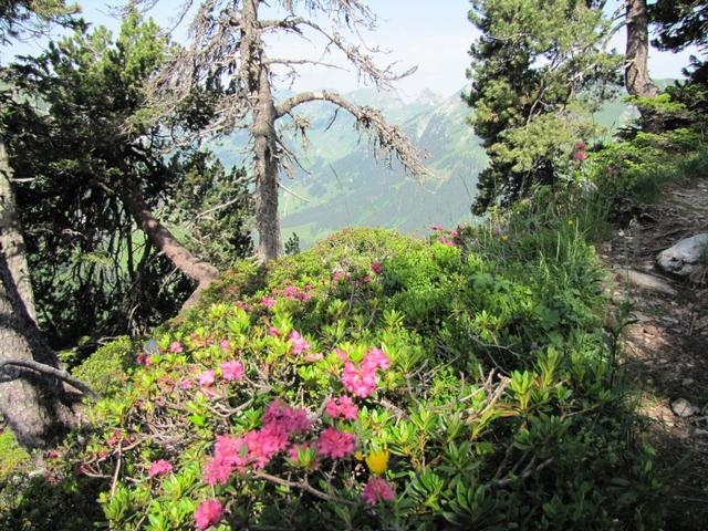 die bewimperte Alpenrose (Rhododendron hirsutum) ist eine Pflanzenart aus der Gattung Rhododendron