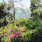 die bewimperte Alpenrose (Rhododendron hirsutum) ist eine Pflanzenart aus der Gattung Rhododendron