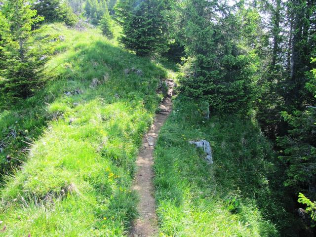 der Weg führt teilweise durch einen Tannenwald