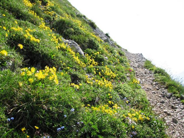 was für eine Blütenpracht während dem Bergfrühling. Bei Punkt 2043 m.ü.M.