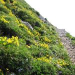 was für eine Blütenpracht während dem Bergfrühling. Bei Punkt 2043 m.ü.M.