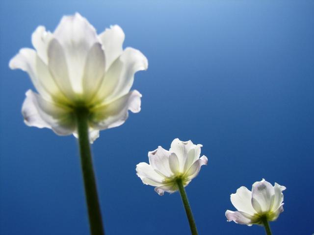 schöne Blumen am Wegesrand