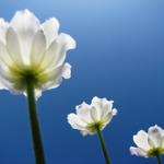 schöne Blumen am Wegesrand