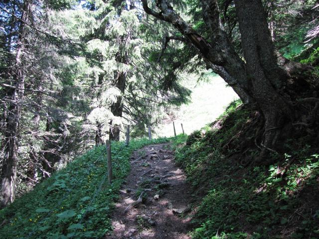 der Bergweg führt zuerst durch einen kleinen Wald