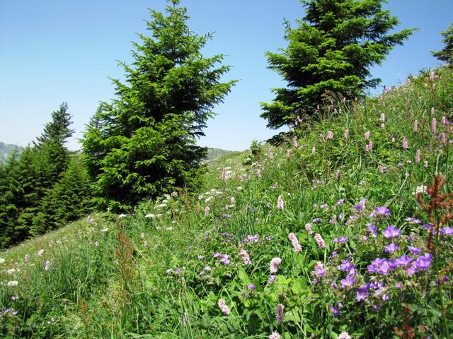 was für eine Pracht so eine Blumenwiese im Bergfrühling