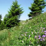 was für eine Pracht so eine Blumenwiese im Bergfrühling