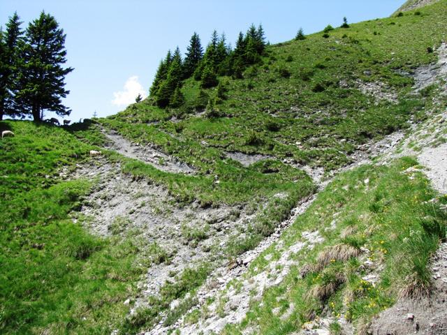 links bei der Tanne und den Schafen haben wir die Mittagspause eingelegt