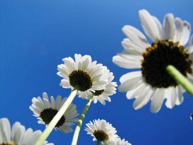 schöne Margeriten am Wegesrand