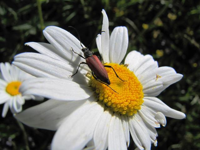 ein kleiner Käfer auf einer schönen Margerite