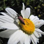 ein kleiner Käfer auf einer schönen Margerite