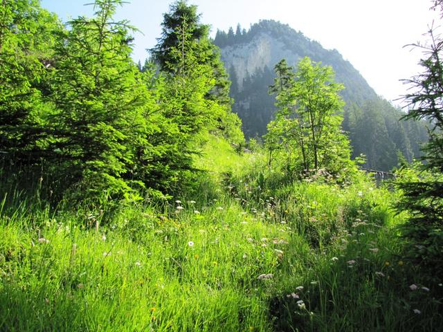 leuchtendes Grün immer etwas spezielles im spätfrühling in den Bergen