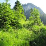 leuchtendes Grün immer etwas spezielles im spätfrühling in den Bergen