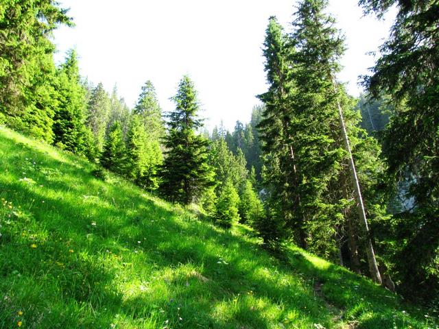 der Weg führt durch ein schöner Tannenwald