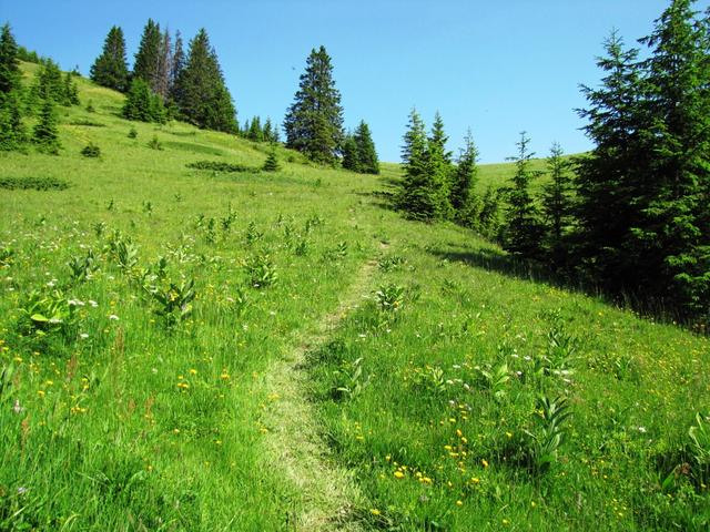 wir haben den Bergwald hinter uns gelassen und laufen nun auf offenes Gelände