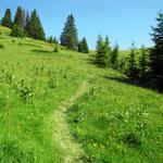 wir haben den Bergwald hinter uns gelassen und laufen nun auf offenes Gelände