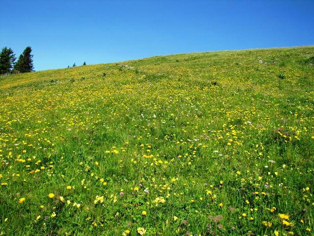 einfach schön der Bergfrühling, was für eine Farbenpracht