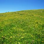 einfach schön der Bergfrühling, was für eine Farbenpracht