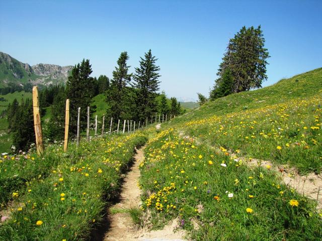 auf einfachem Wanderweg geht es weiter